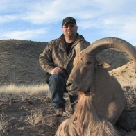 aoudad_1