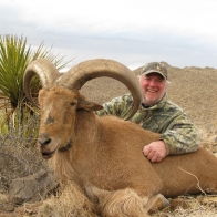 aoudad_6