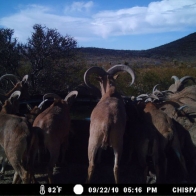 aoudad_8