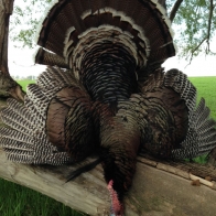turkey_nebraska_15